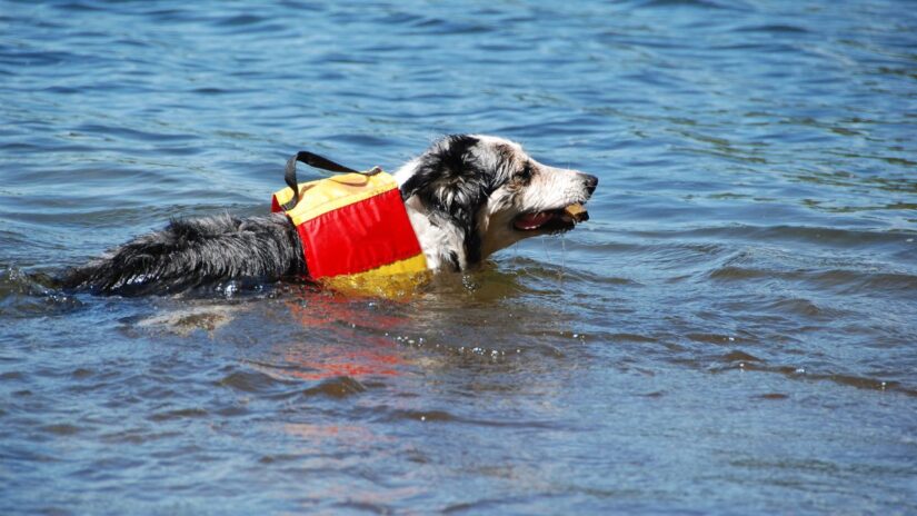dog in a life vest 