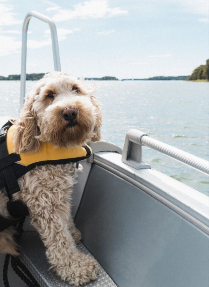 Top Tips for Pets Aboard | Yachting Guide