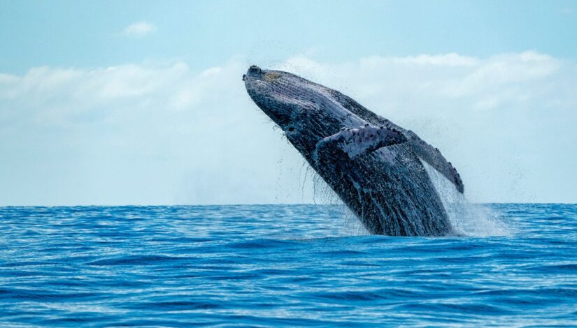 THE 10 BEST Anna Maria Island Whale Watching & Dolphin Tours